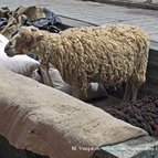 Asien Reisen - Bilder zum Buch: Heilige Stätten in Tibet