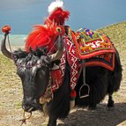 Asien Reisen - Bilder zum Buch: Heilige Stätten in Tibet