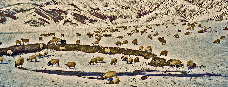 25 Leseprobe Schafe im Schnee